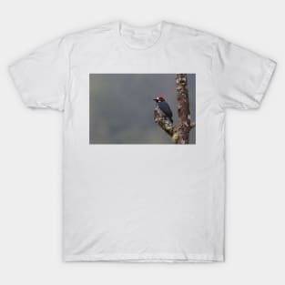 Acorn Woodpecker - Costa Rica T-Shirt